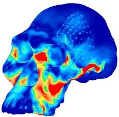 Early Human Skulls Shaped for Nut-Cracking