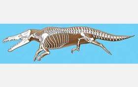 Early whales gave birth on land, fossil find reveals