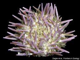 Enigmatic sea urchin structure catalogued