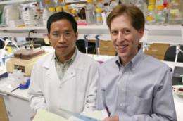 Enzyme fights mutated protein in inherited Parkinson's disease