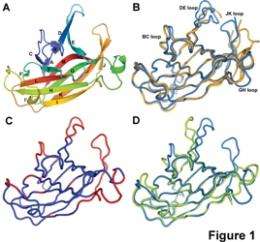 EphA4 -- the molecular transformer