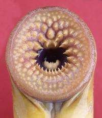 Evolution of a contraceptive for sea lamprey