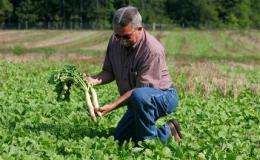Farmers use radishes to soften, fertilize fields (AP)