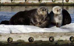 Feds give sea otters habitat protection in Alaska (AP)