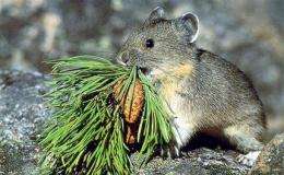 Feds: Mountain-dwelling pika may need protection (AP)