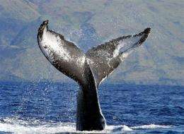 Feds reviewing humpback whale endangered status (AP)
