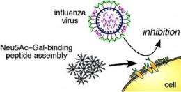 Fighting drug-resistant flu viruses