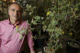 Figuring out green power -- scientists speed up discovery of plant metabolism genes