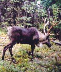 First ever worldwide census of caribou and reindeer reveals a dramatic decline