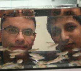 Fishy fight-or-flight response may hold answers to human nerve damage