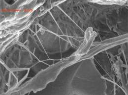 Fitter frames: Nanotubes boost structural integrity of composites