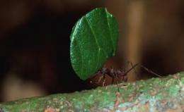 Food security for leaf-cutting ants: Workers and their fungus garden reject endophyte invaders