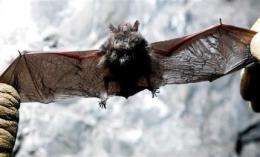 Forest Service closes caves to stop bat fungus (AP)