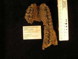 Fossil teeth of browsing horse found in Panama Canal earthworks