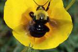 Franklin's bumble bee may be extinct