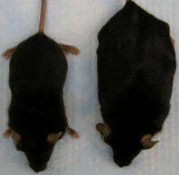 Genetically engineered mice don't get obese