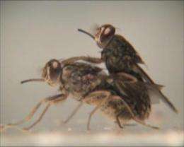 Genital stimulation opens door for cryptic female choice in tsetse flies