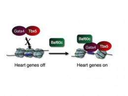 Gladstone scientists identify key factors in heart cell creation