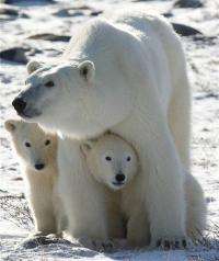 Gov't faces weekend deadline on polar bear rule (AP)