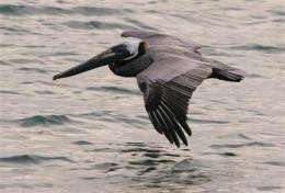 Gov't says brown pelicans are endangered no longer (AP)