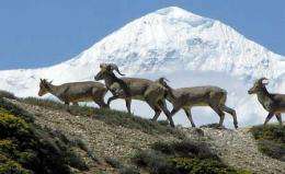 GPS to track blue sheep and snow leopard
