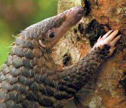 Handout photo from the World Wildlife Fund in Malaysia shows a pangolin climbing a tree