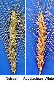 Hard Winter Wheat Varieties Released