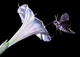 Hawkmoth and Sacred Datura Flower
