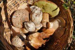 Heavy metals accumulate more in some mushrooms than in others