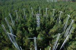 Higher carbon dioxide may give pines competitive edge