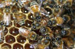 Honey-bee aggression study suggests nurture alters nature