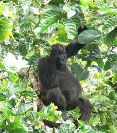 How gorilla gestures point to evolution of human language