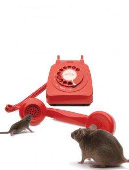 How young mice phone home: Study gives clue to how mothers' brains screen for baby calls