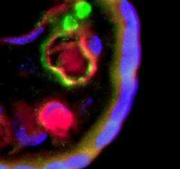 Human term placenta a new abundant source of hematopoietic cells