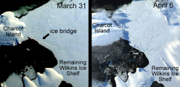 Ice Bridge Supporting Wilkins Ice Shelf Collapses