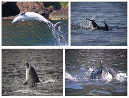 Human language and dolphin movement patterns show similarities in brevity