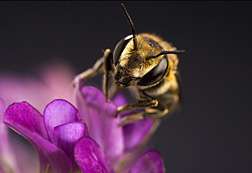 Immunity-Related Genes in Leafcutting Bee Uncovered