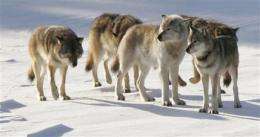 Inbreeding taking toll on Michigan wolves (AP)