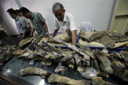 Indonesian elephant fossil opens window to past (AP)