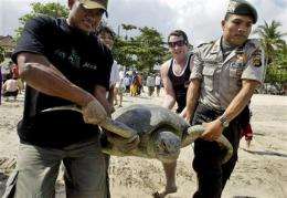 Indonesia rejects Bali plan for turtle sacrifices (AP)