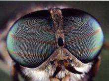 insect eye