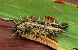 Invasive Nettle Moth Triggers Hawaii Research