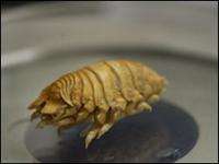 Isopod Replaces Fish's Tongue