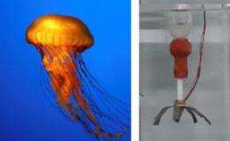 Jellyfish Robot Swims Like its Biological Counterpart