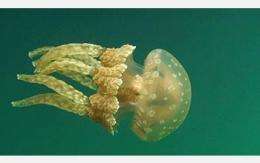 Jellyfish: Far from Passive Drifters-in-the-Currents