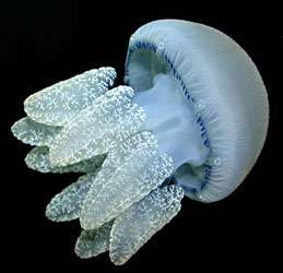 Jellyfish joyride a threat to the oceans