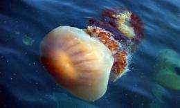 Jellyfish swarm northward in warming world (AP)
