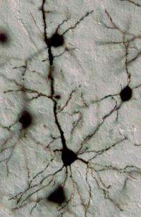 Johns Hopkins scientists discover a controller of brain circuitry