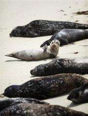 Judge says seals can stay in California cove (AP)