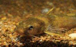  Killer catfish? Venomous species surprisingly common, study finds